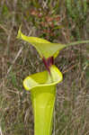 Yellow pitcherplant